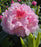 Rhododendron, Holden's Pink Flare Rhododendron