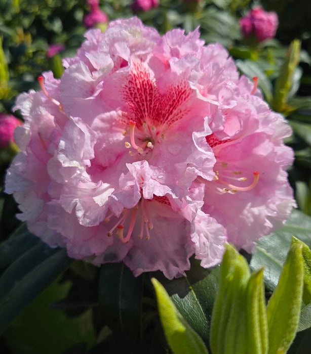 Rhododendron, Holden's Pink Flare Rhododendron