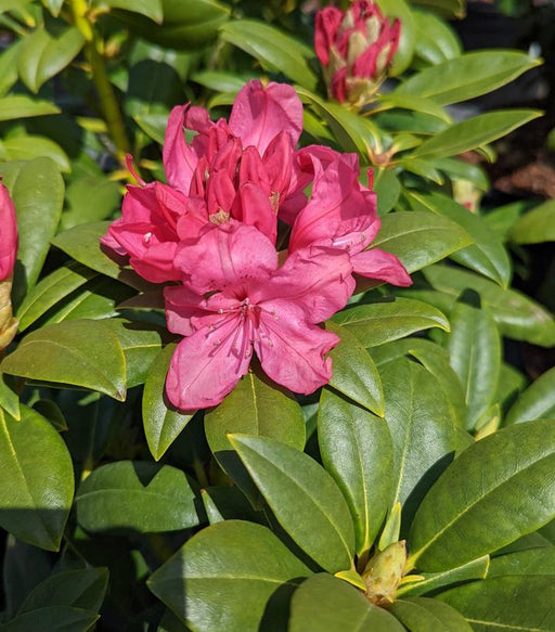 Rhododendron, Holden's Pink Rhododendron