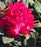 Rhododendron, Holden's Red Rhododendron
