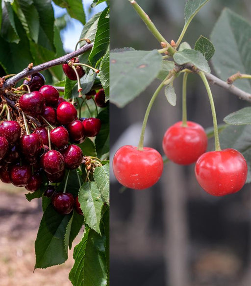 Cherry, 4-in-1 Cold Climate Grafted Cherry