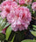 Rhododendron, Holden's Pink Flare Rhododendron