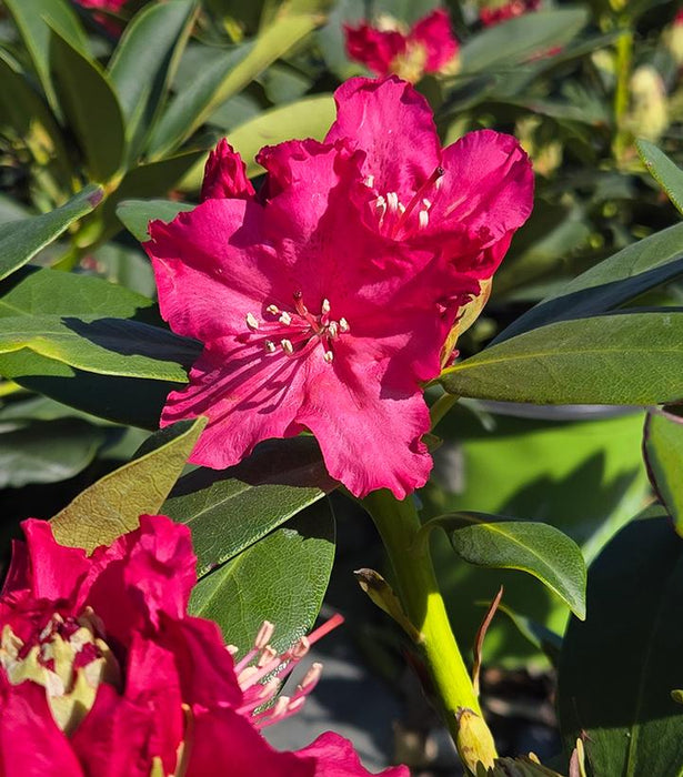 Rhododendron, Holden's Red Rhododendron