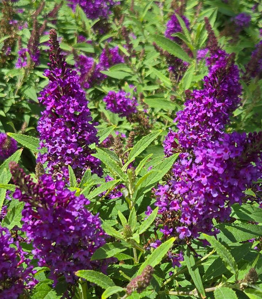 Butterfly Bush, Butterfly Candy® Li'l Grape™ Butterfly Bush