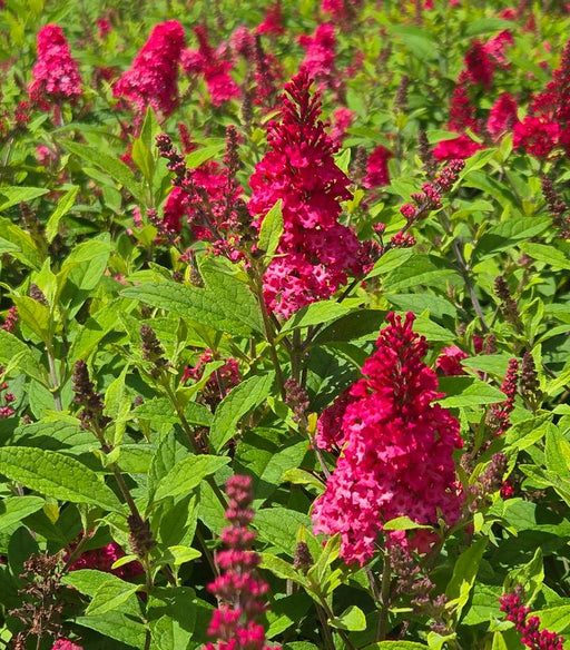 Butterfly Bush, Butterfly Candy® Li'l Raspberry Butterfly Bush