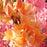 Azalea, Golden Lights Azalea