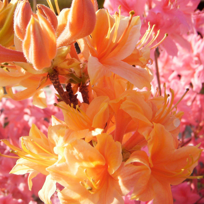Azalea, Golden Lights Azalea