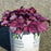 Heuchera 'Wild Rose'  - Primo® Wild Rose Heuchera