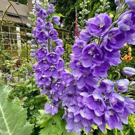 Delphinium, Aurora™ Lavender Delphinium