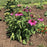 Echinacea purpurea 'Green Twister'  - Green Twister Echinacea, Coneflower