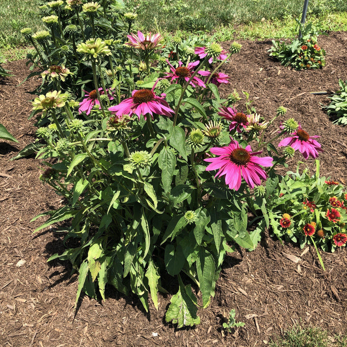 Echinacea purpurea 'Green Twister'  - Green Twister Echinacea, Coneflower