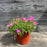 Dianthus, Firewitch Dianthus, Cheddar Pink