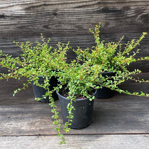 Cotoneaster, Coral Beauty Cotoneaster