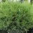Thuja occidentalis ‘Bobozam'  - Mr. Bowling Ball® Arborvitae