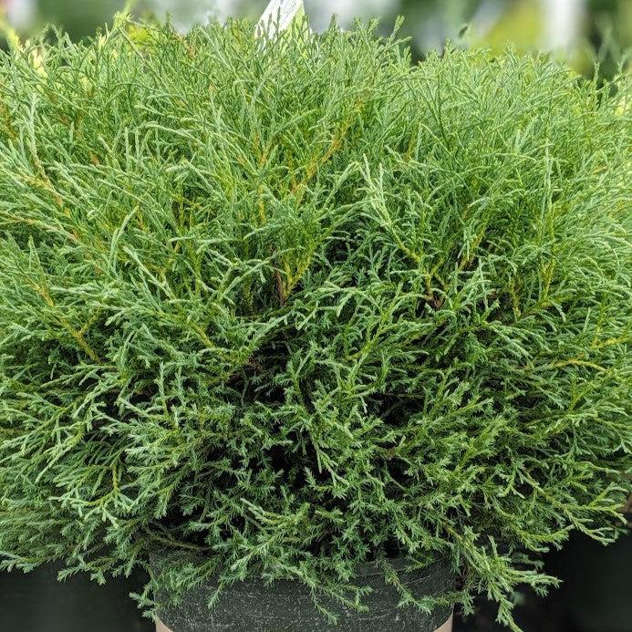 Thuja occidentalis ‘Bobozam'  - Mr. Bowling Ball® Arborvitae