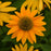 Echinacea 'PAS1303304'  - Artisan™ Yellow Ombre Coneflower