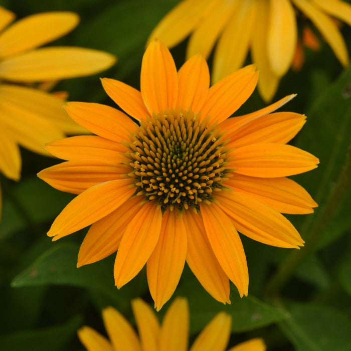 Echinacea 'PAS1303304'  - Artisan™ Yellow Ombre Coneflower