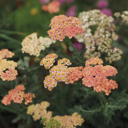 Yarrow, Firefly Peach Sky Yarrow