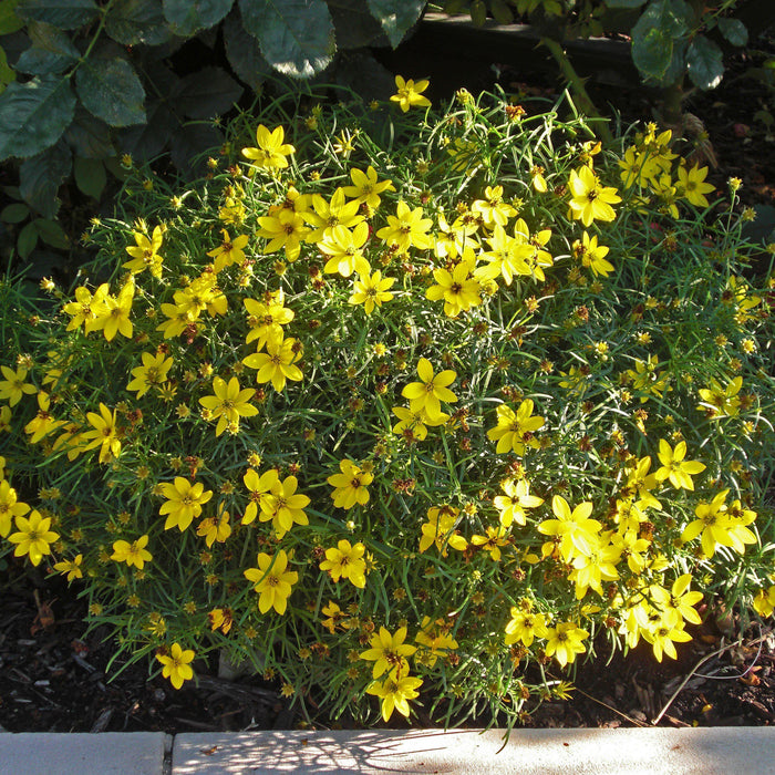 Coreopsis verticillata 'Zagreb'  - Zagreb Threadleaf Tickseed