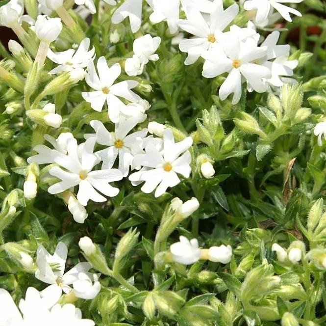 Phlox, Snowflake Creeping Phlox