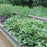 Hosta 'First Frost'  - First Frost Hosta
