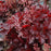 Heuchera x 'TNHEUFR'  - Forever® Red Heuchera, Coral Bells