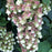 Hydrangea quercifolia 'Snowcicle'  - Snowcicle Hydrangea