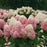 Hydrangea paniculata 'SMNHPPH'  - Proven Winners® Limelight Prime® Hydrangea