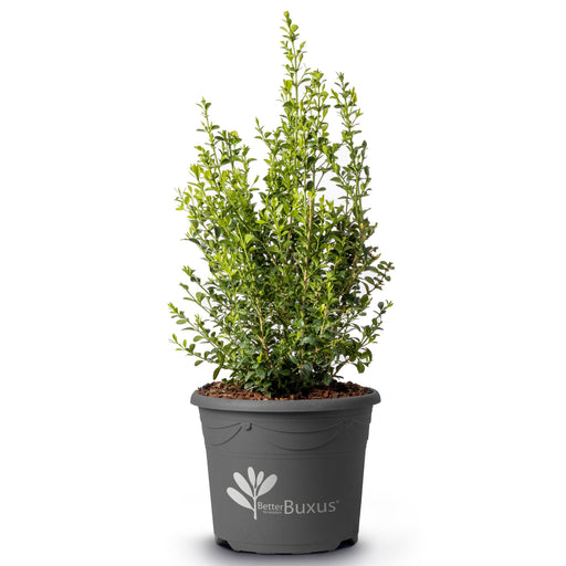 Buxus 'HER2010B02’ PP32,309  - BetterBoxwood® Heritage™ Boxwood