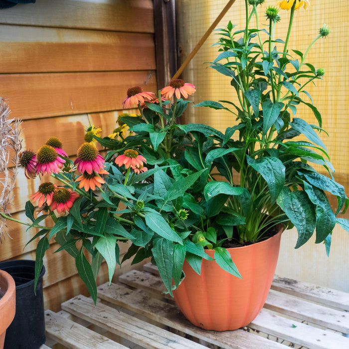 Echinacea x 'Cheyenne Spirit'  - Cheyenne Spirit Echinacea, Coneflower