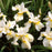 Iris sibirica 'Butter and Sugar'  - Butter and Sugar Siberian Iris