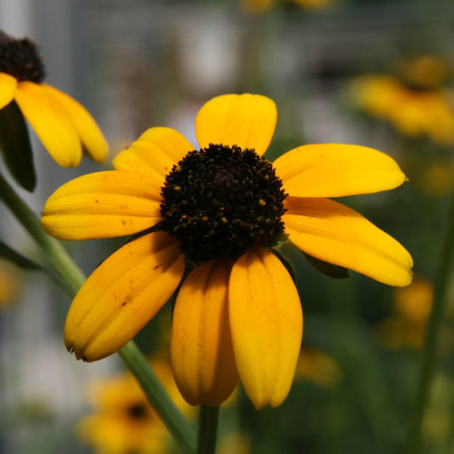 Black Eyed Susan