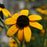 Black Eyed Susan