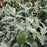 Viburnum, Allegheny Viburnum