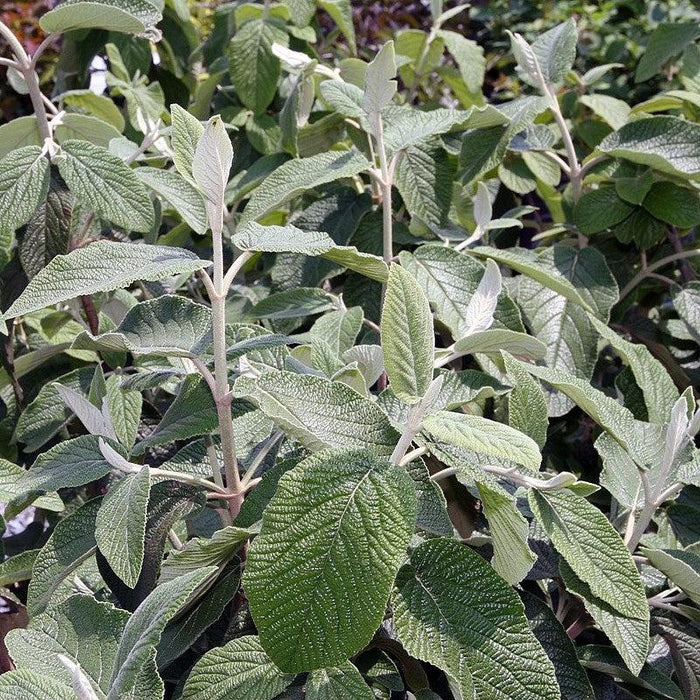 Viburnum, Allegheny Viburnum