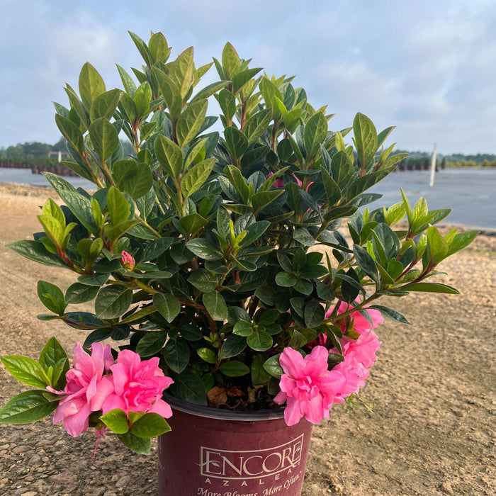 Azalea, Encore Autumn Carnation Azalea