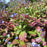 Leadwort, Hardy Plumbago, Leadwort