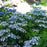 Hydrangea serrata 'MAKD'  - Tiny Tuff Stuff™ Hydrangea