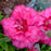 Dianthus, EverLast™ Orchid Dianthus