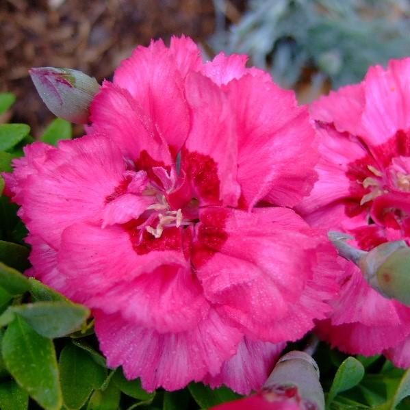Dianthus, EverLast™ Orchid Dianthus
