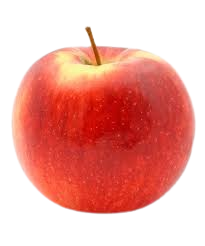 Apple, Empire, 7 gal (5-7 ft)