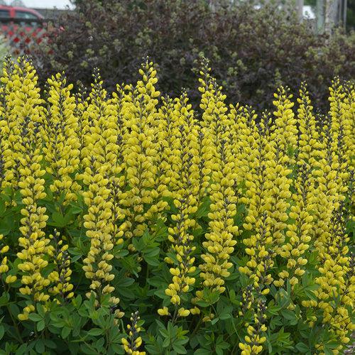 Baptisia, Decadence® Lemon Meringue Baptisia