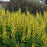 Baptisia, Decadence® Lemon Meringue Baptisia