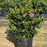 Azalea, Encore Autumn Carnation Azalea
