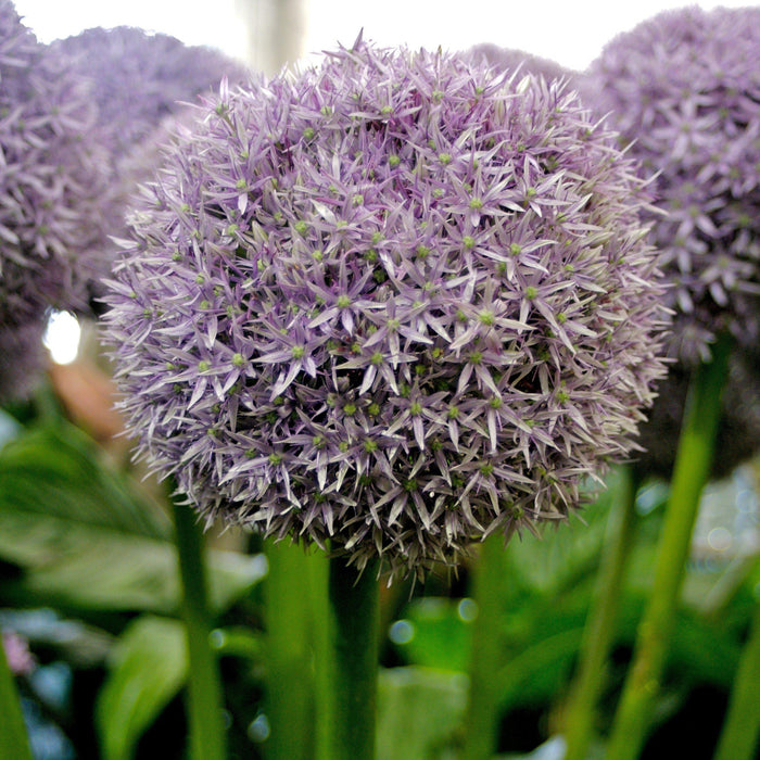 Allium 'Globemaster'  - Globemaster Ornamental Onion