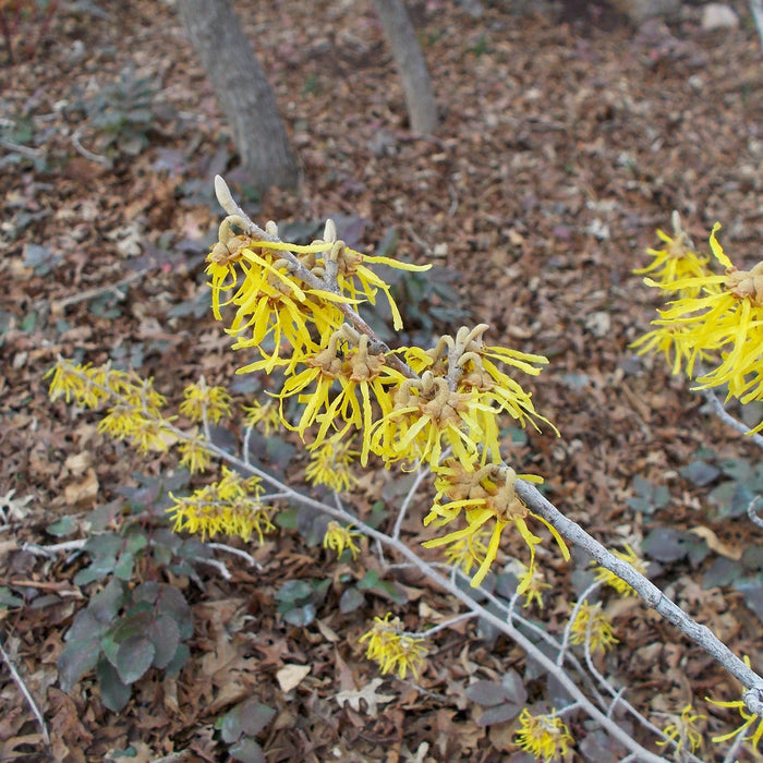 Hamamelis x intermedia 'Arnold Promise'  - Arnold Promise Witch Hazel