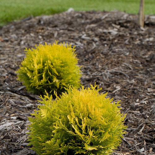 Thuja occidentalis 'Anna van Vloten' USPP 25,868  - Anna's Magic Ball® Arborvitae