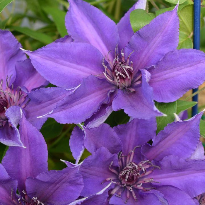 Clematis 'Evipo074'  - Edda™ Clematis