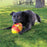 KONG FlexBall Football, Medium Dog Toy
