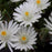 Delosperma, Jewel of Desert® Moonstone Ice Plant